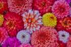 USA, Washington State, Sammamish. Design of colorful dahlia flowers Art Print